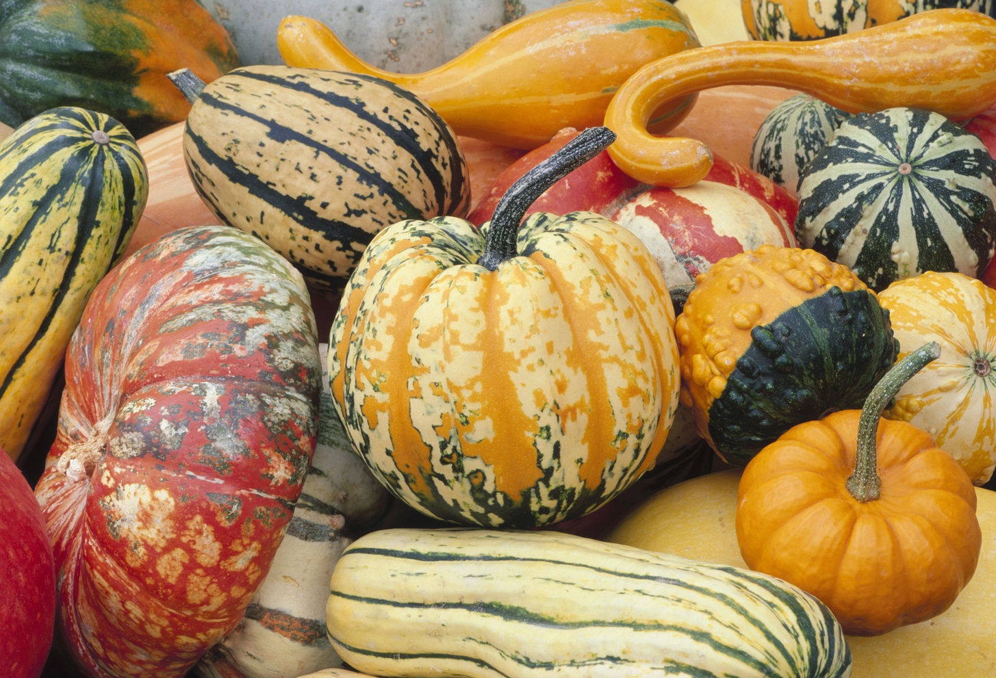 Enjoy summer squash while they last. Photo: Getty Images