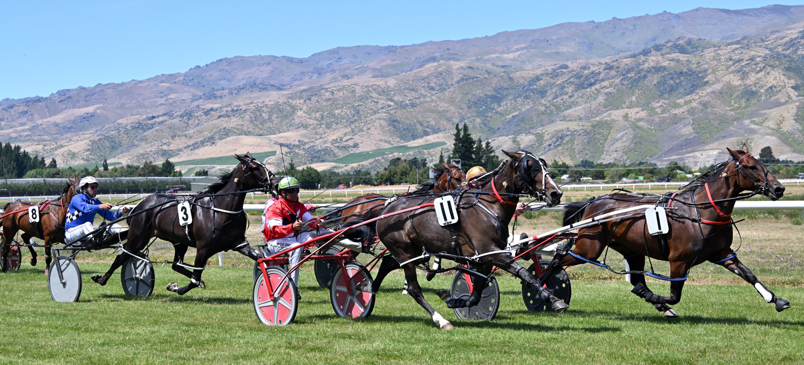 Blair Orange drives Always A Menace (No11) to victory in the second race at the Wyndham harness...