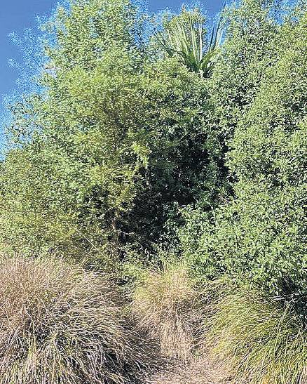 A totara planted at the east end of the Silverstream Reserve in Clarkville has been entered in...