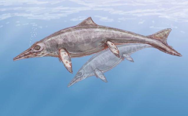 A computer rendering of what icthyosaurs may have looked like. Photo: CC 3.0 BY-SA / Dmitry Bogdanov