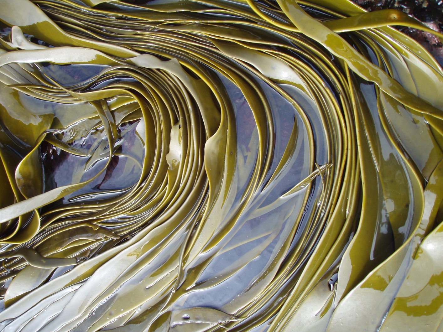 Could kelp be a game changer for skin grafts? Photo: Crid Fraser