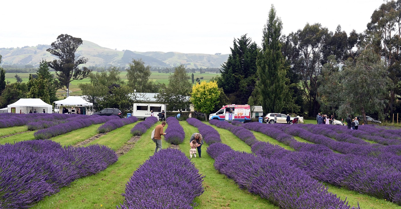 People meander through rows of lavender.