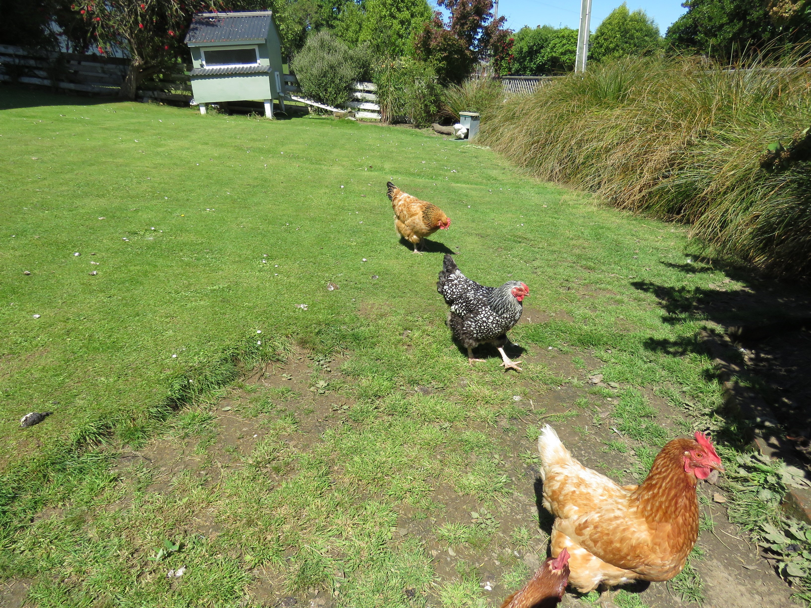 At low densities, well-fed hens can keep the grass down so it needs mowing less often. PHOTO:...