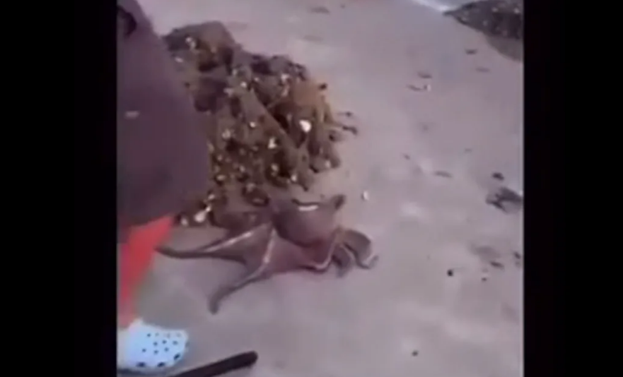 The video shows the boy repeatedly hitting and kicking the octopus. Image: screenshot 