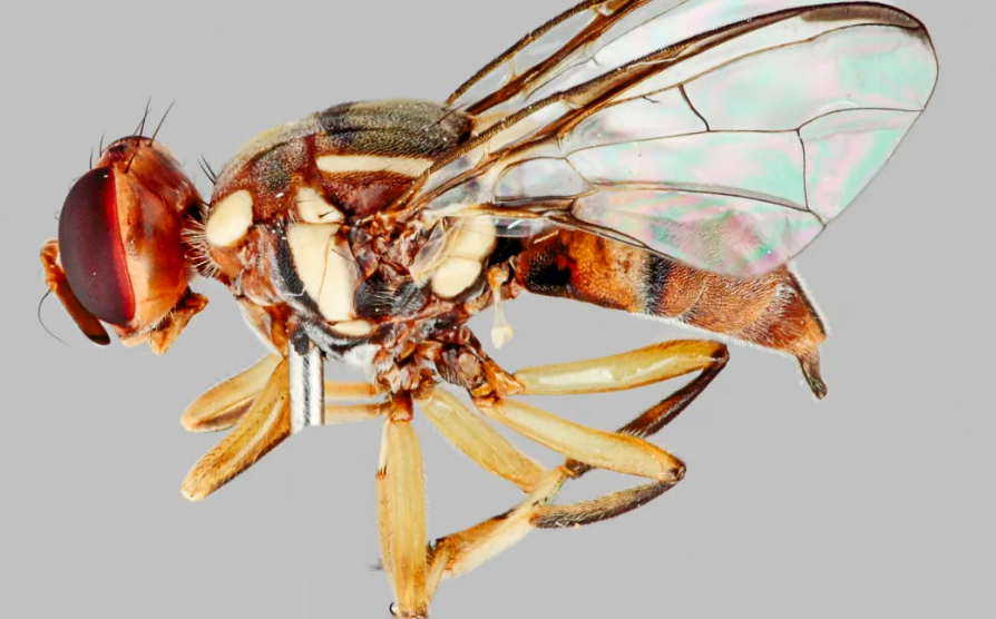 An Oriental fruit fly. Photo: Supplied / MPI 