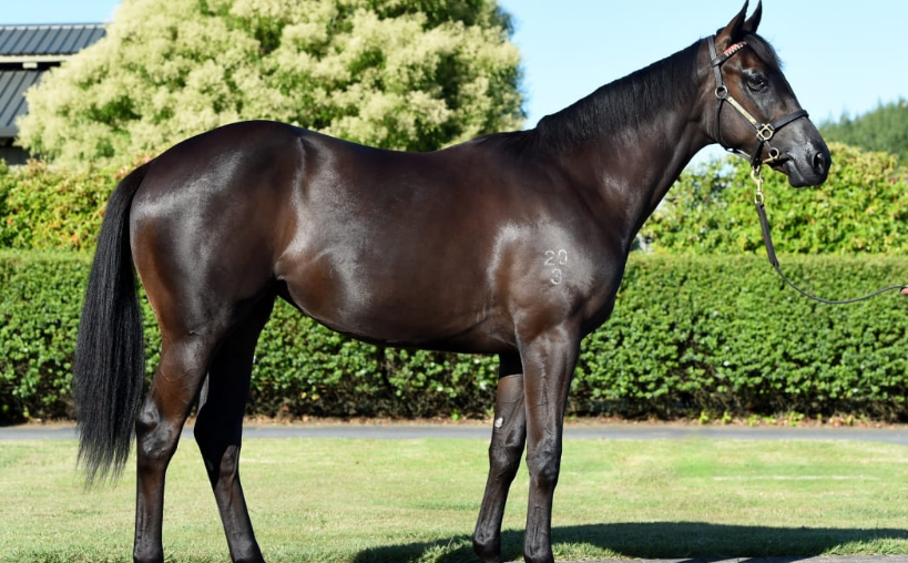 Brown Filly of Haunui Farm was sold for $2.4 million at the Karaka yearling sale on Monday,...