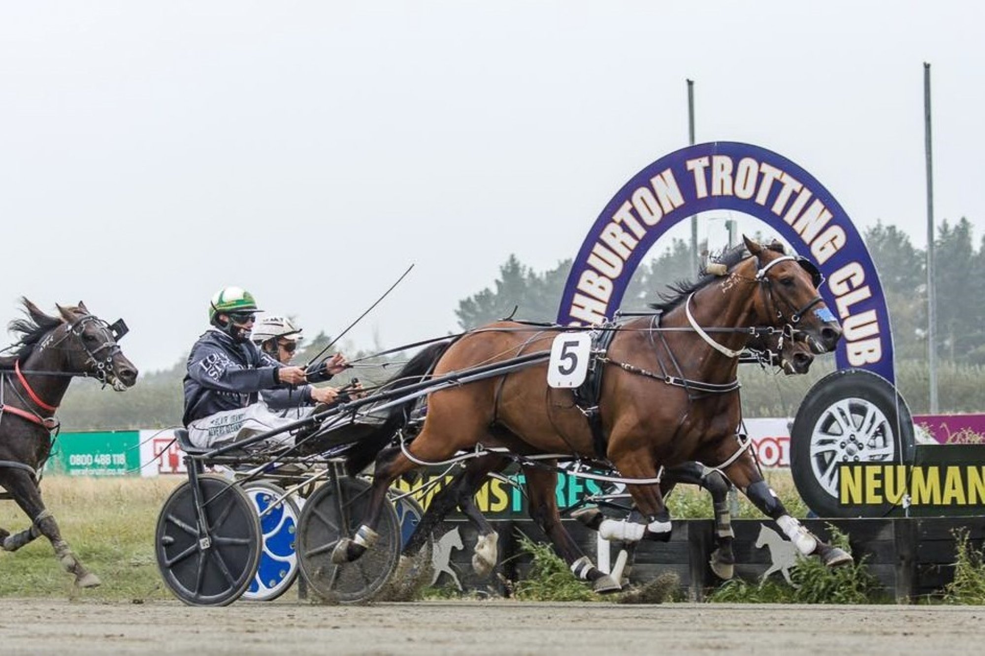 One Change looks the one to beat in the Northern Southland Cup at Ascot Park tomorrow. Photo: HRNZ