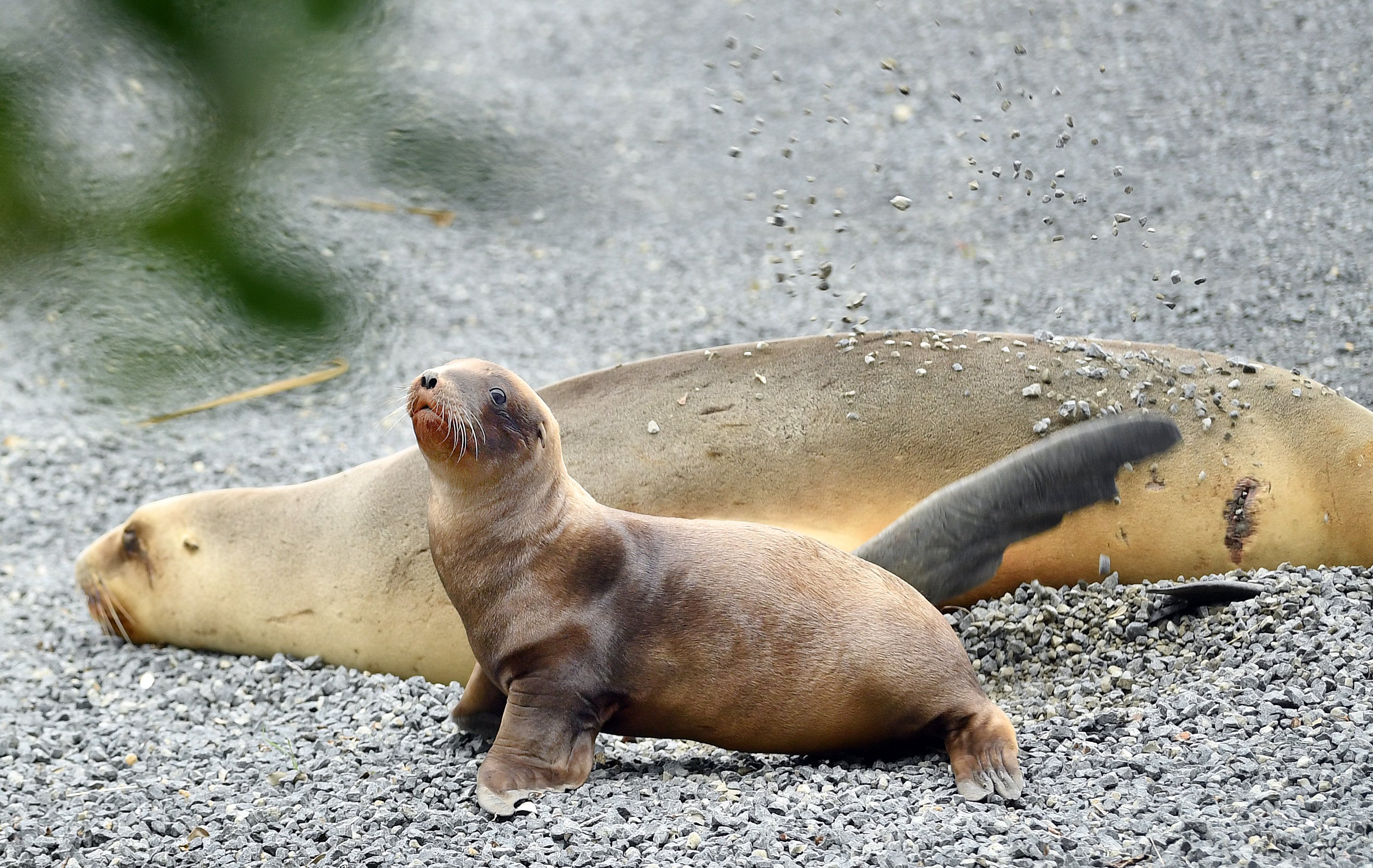 After being moved off the road, this sea lion relaxes with her pup in a St Kilda carpark. 