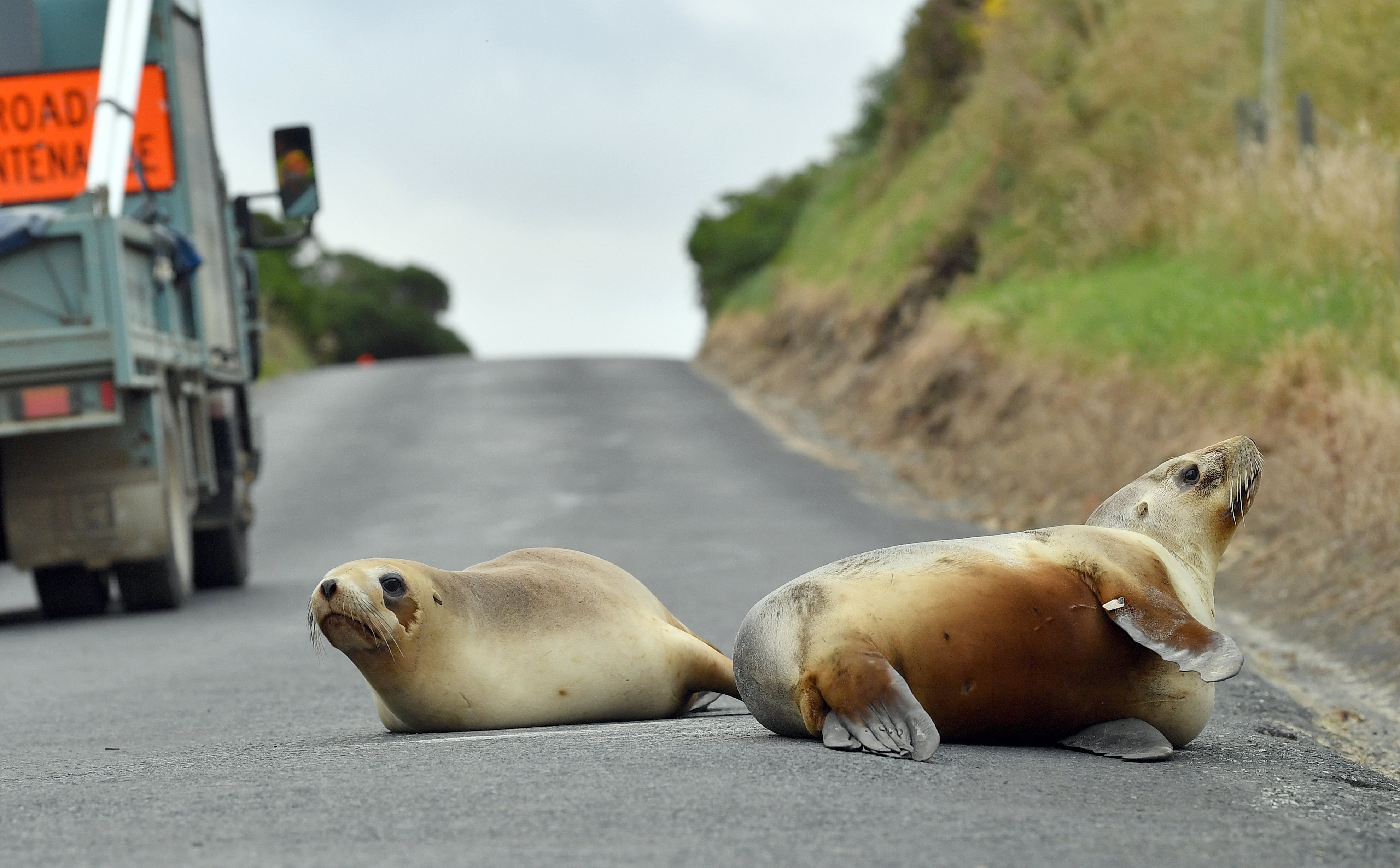 Sea lions on the road prompted several calls to authorities yesterday. PHOTOS: STEPHEN JAQUIERY

