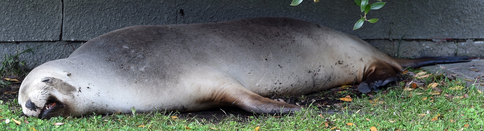 A sea lion basks in the shade of an elderly couple’s Forbury Rd property after two cars collided...