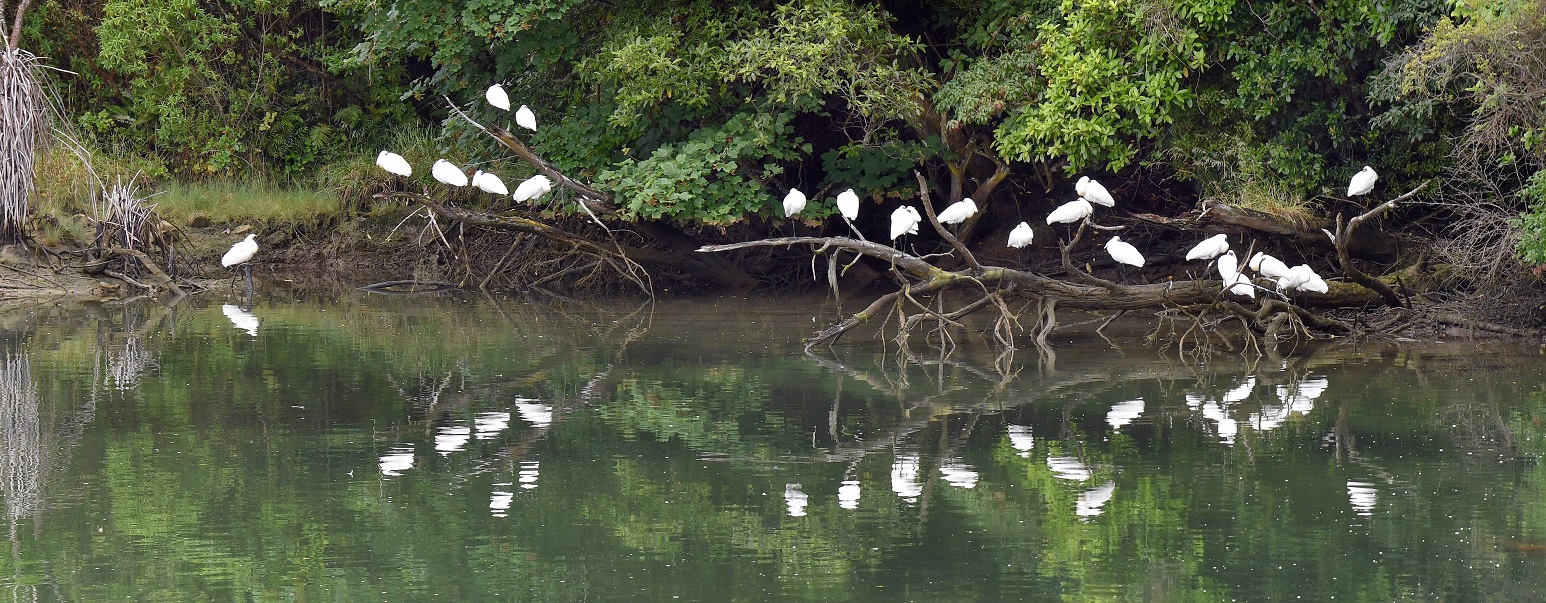 Spoonbills at rest. Photo: Stephen Jaquiery