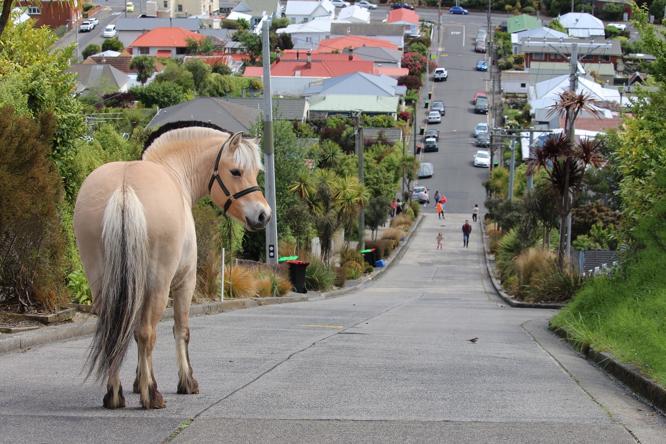 Norwegian fjord horse Blueridge Poppy, owned by local woman Anna MacGibbon, pays a visit to...