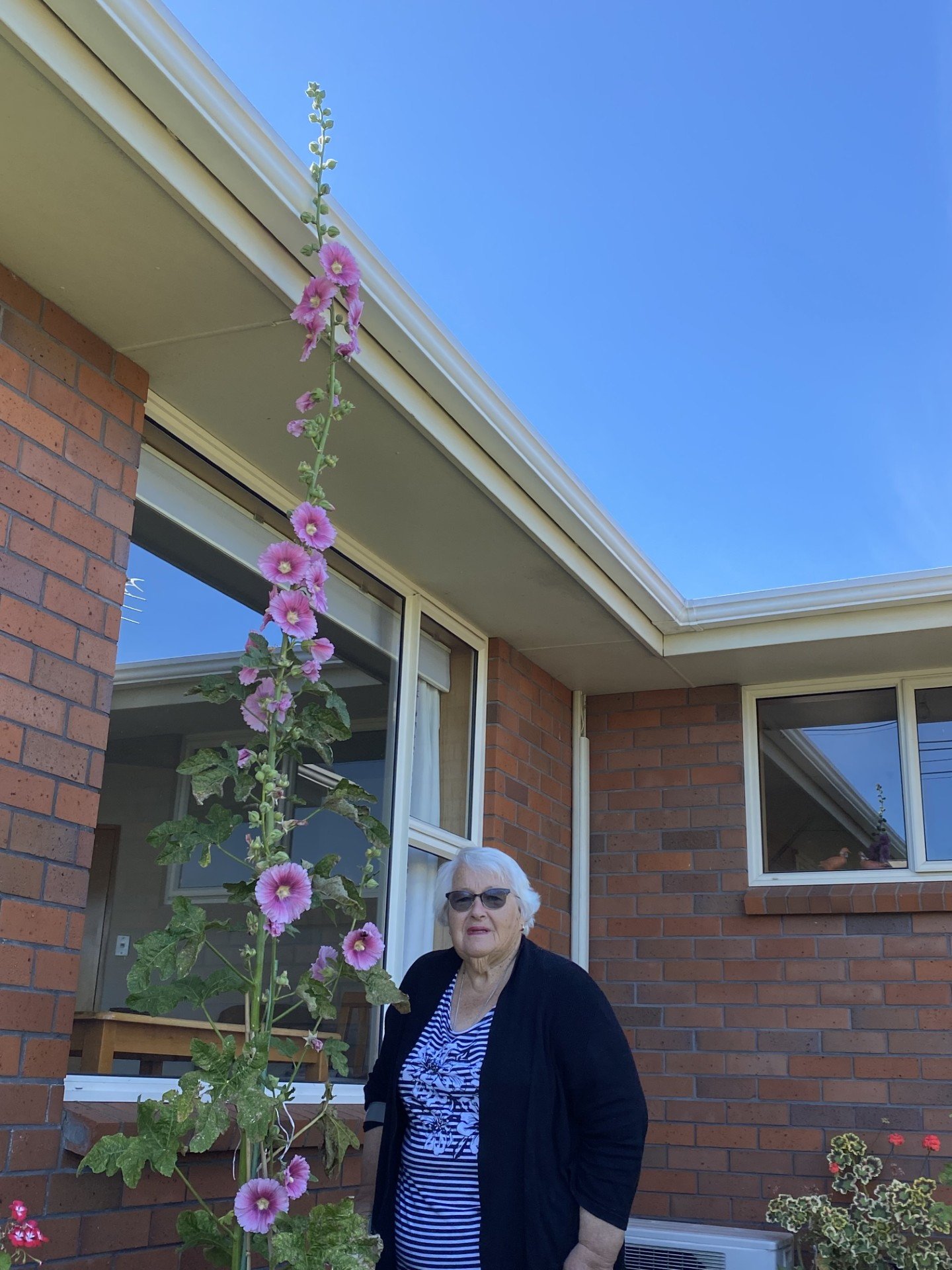 Green Island resident Judy Bremner stands with the very tall hollyhock that has sprung up in her...