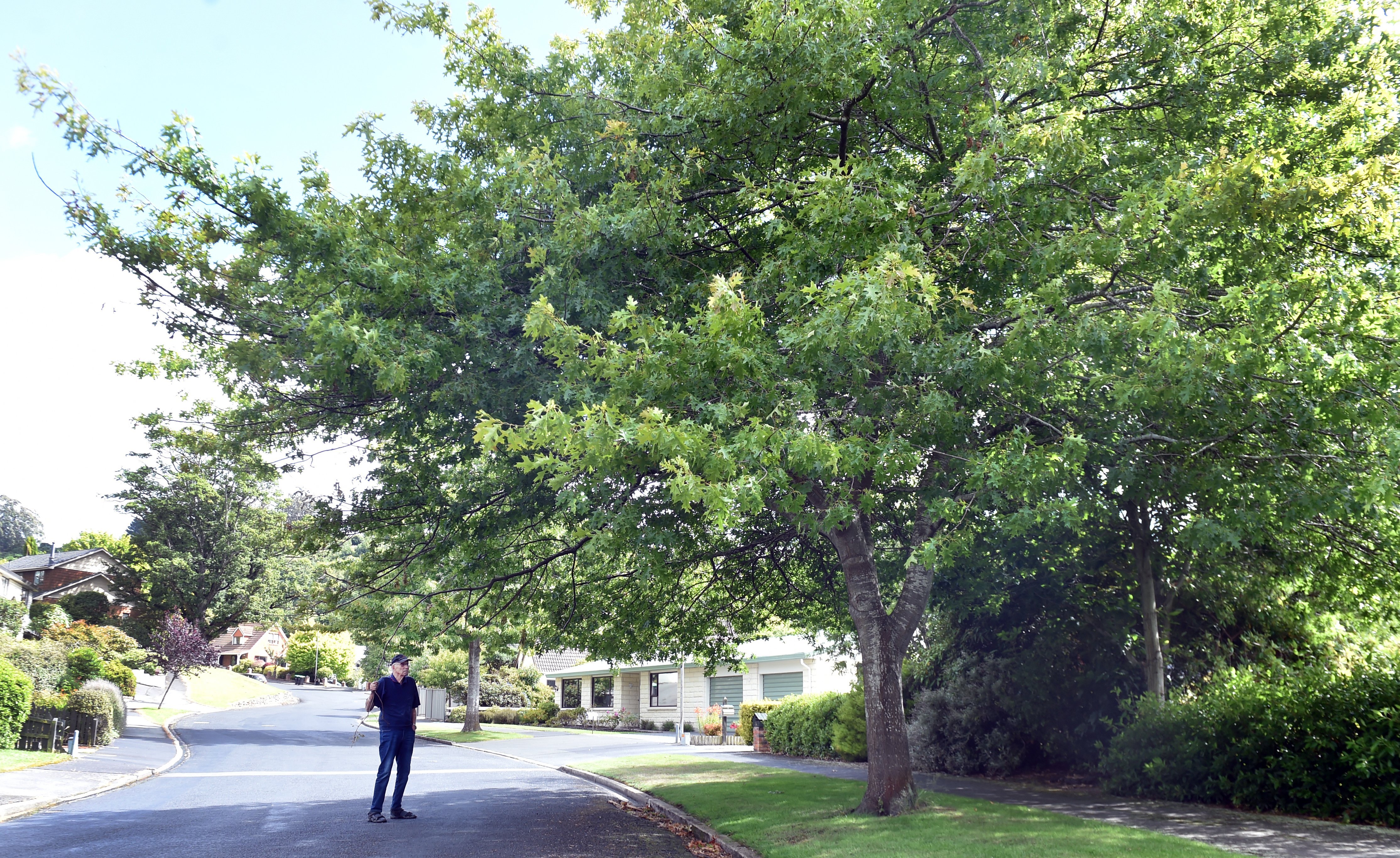 Glenross St resident Richard Stewart (and below) holds a branch of a tree hanging dangerously low...