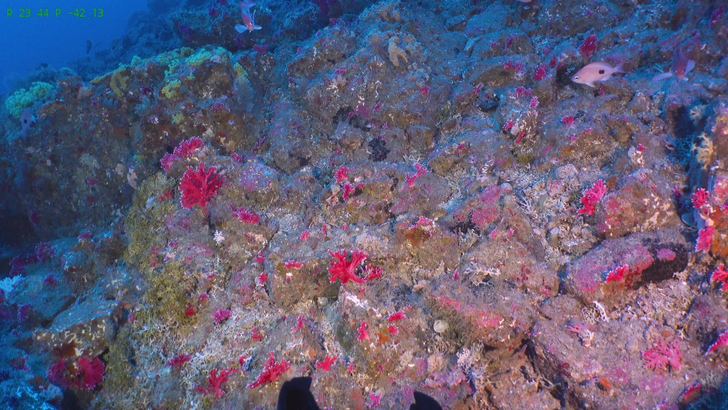 Protected red coral, discovered growing more than 100m below the surface, off the coast of...