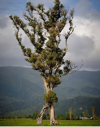 The Walking Tree in Karamea was named New Zealand Tree of the Year last year. Photo: gareth.r...