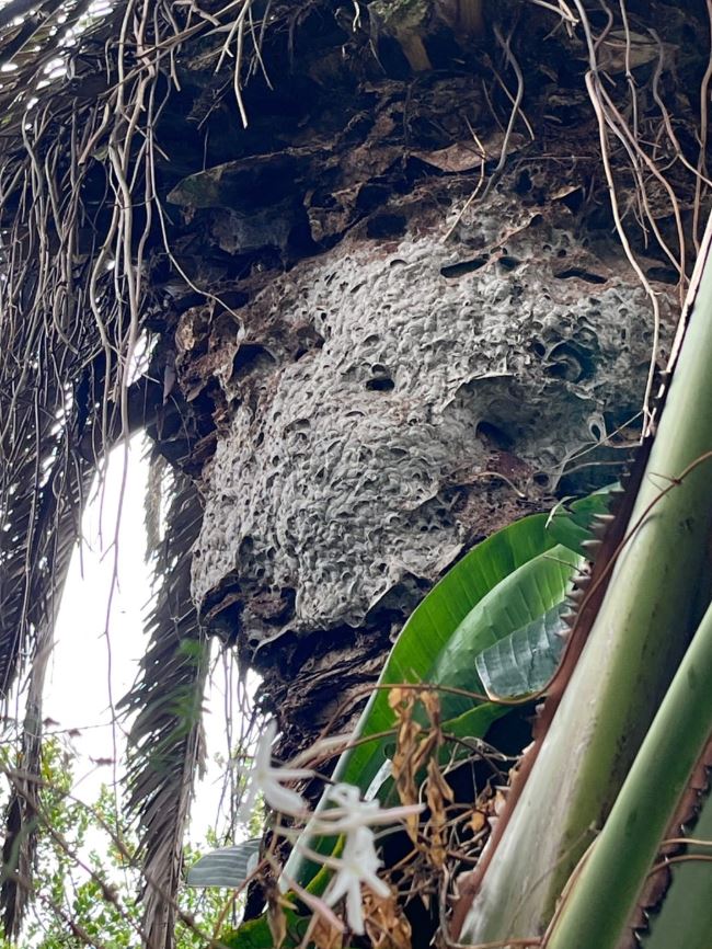 A multi generational wasp nest Lloyd Carpenter's team treated. Photo: Waspman / Lloyd Carpenter