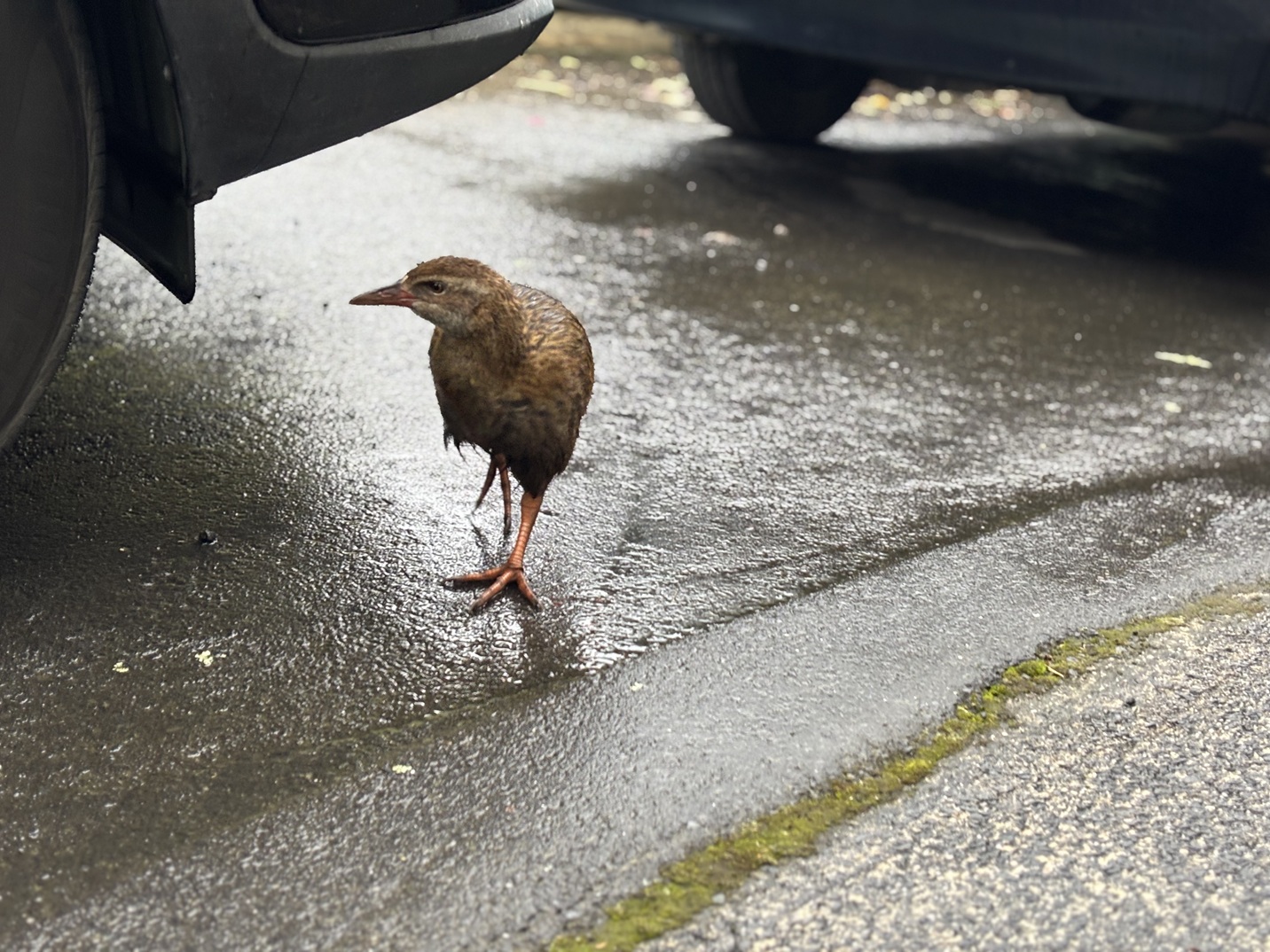 A weka wanders around a vehicle parked outside a Birchfield Ave address. Photos: Jeff Harford