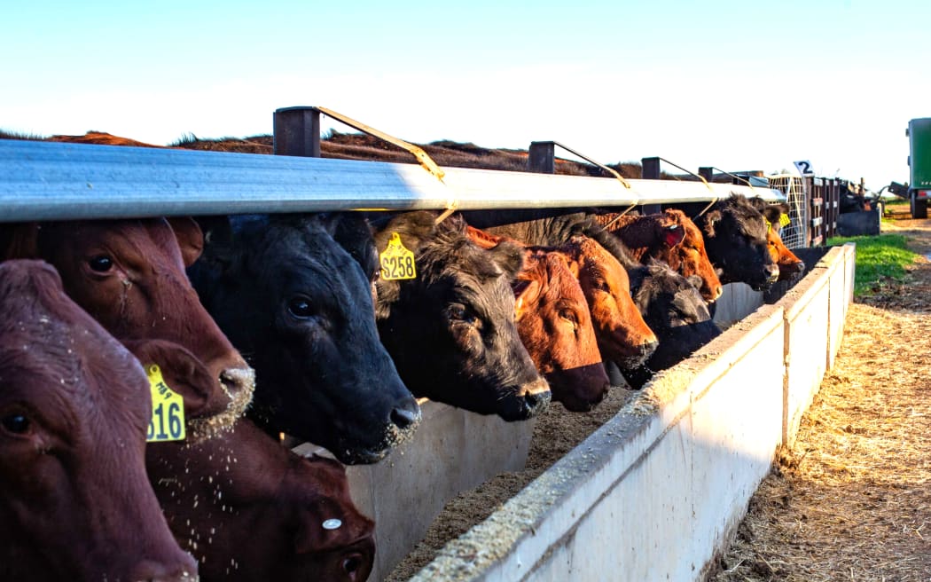 Beef cattle feeding in Australia. Photo: Supplied