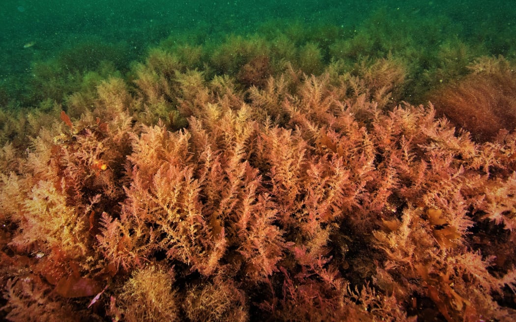 Asparagopsis taxiformis is a species of seaweed native to Tasmania, South Australia and the South...