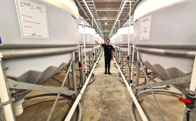 CH4 scientist Brent Jackson between vessels full of Asparagopsis seaweed. Photo: Cosmo Kentish...