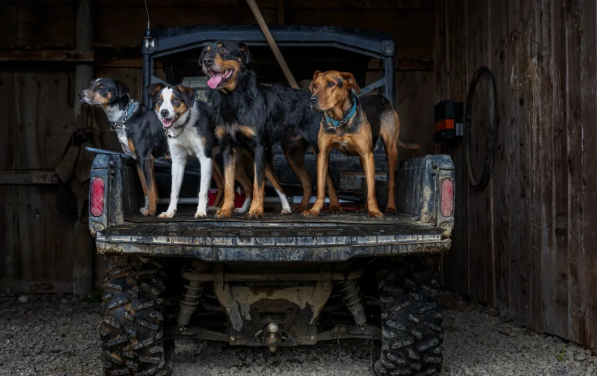 Huntaways, Heading Dogs and crossbreeds have been sampled for the project. Photo: Pamela Stephen ...