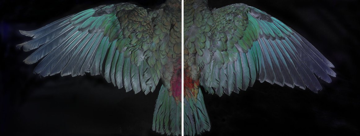 Venice Biennale New Zealand representative Fiona Pardington’s 2015 photograph, ‘‘Kea Wings’’, was...