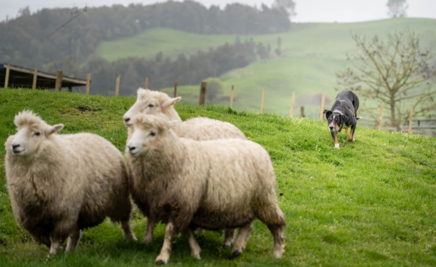 A Heading Dog at work shifting sheep. Photo: Pamela Stephen / Supplied