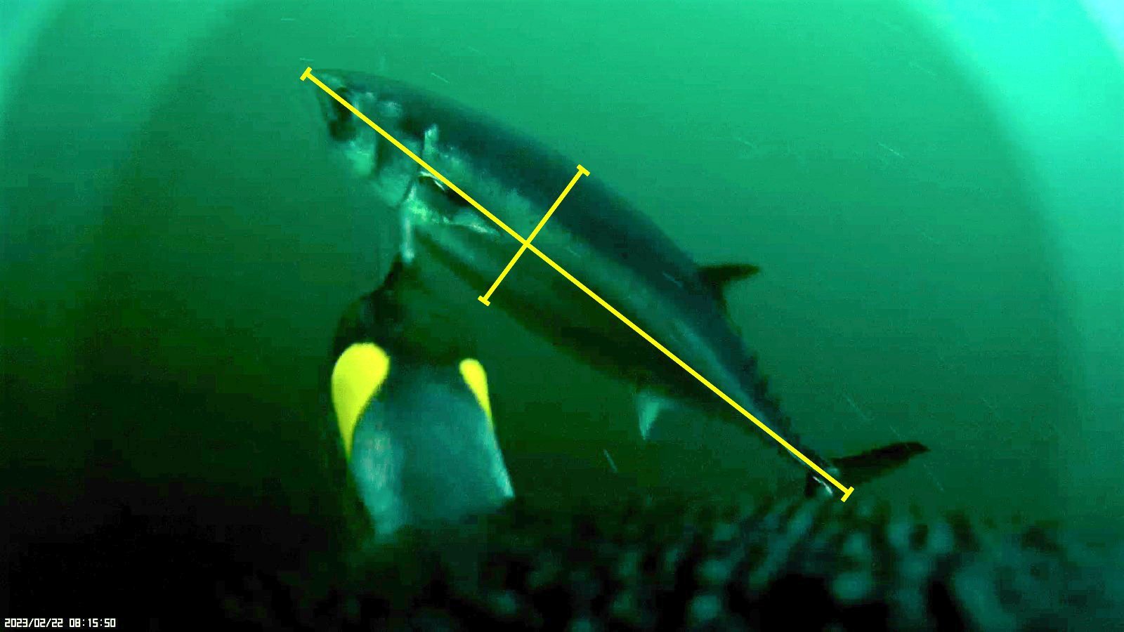 A camera on the back of a king penguin shows it catching a tuna. The yellow lines on the tuna...