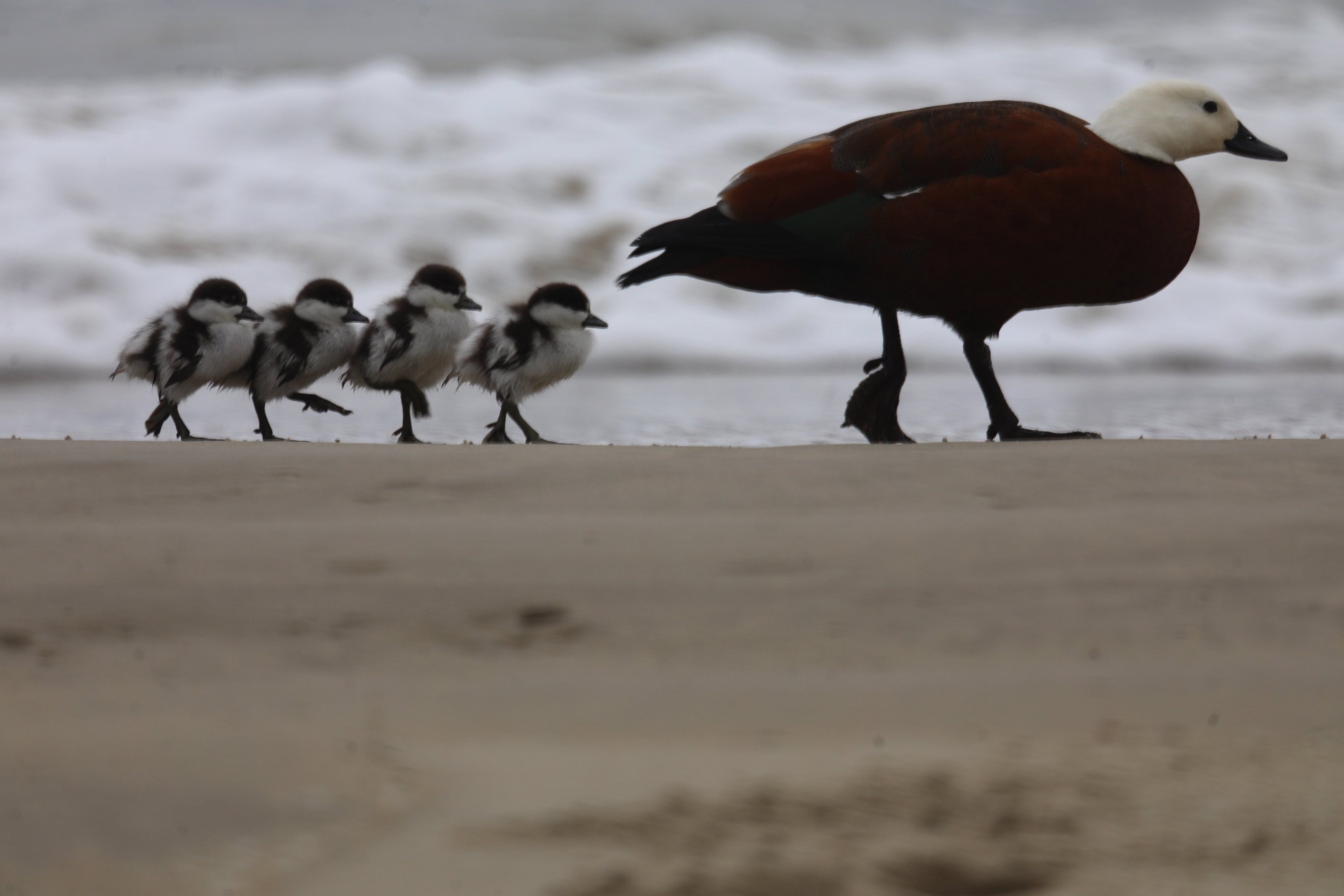 Despite avian botulism cutting paradise shelduck numbers, the summer shooting season will still...