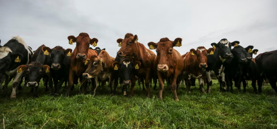 More than 5000 dairy farms will be eligible for a bonus next season. Photo: RNZ 