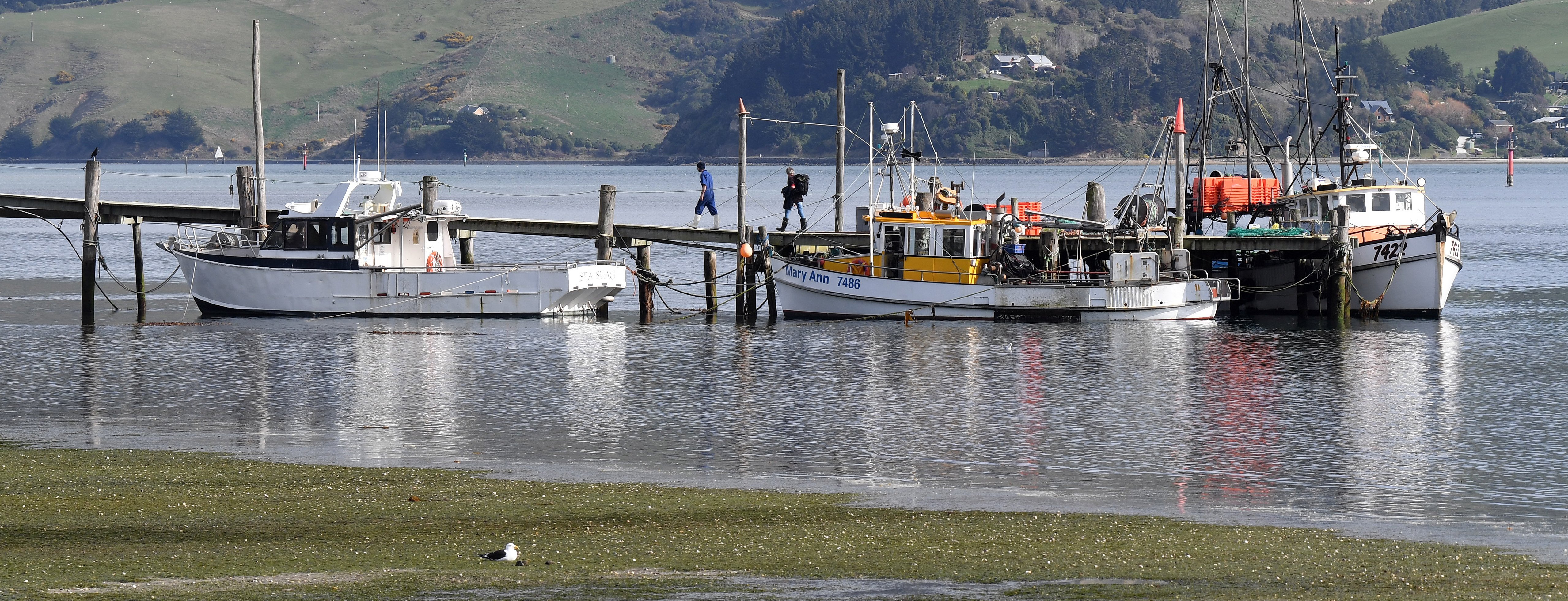 The marine economy contributes billions of dollars to New Zealand’s economy each year. PHOTO:...