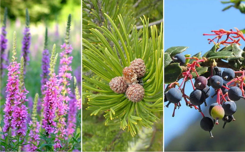 Purple loosetrife, pinus mugo and Darwin's barberry Photo: Commons