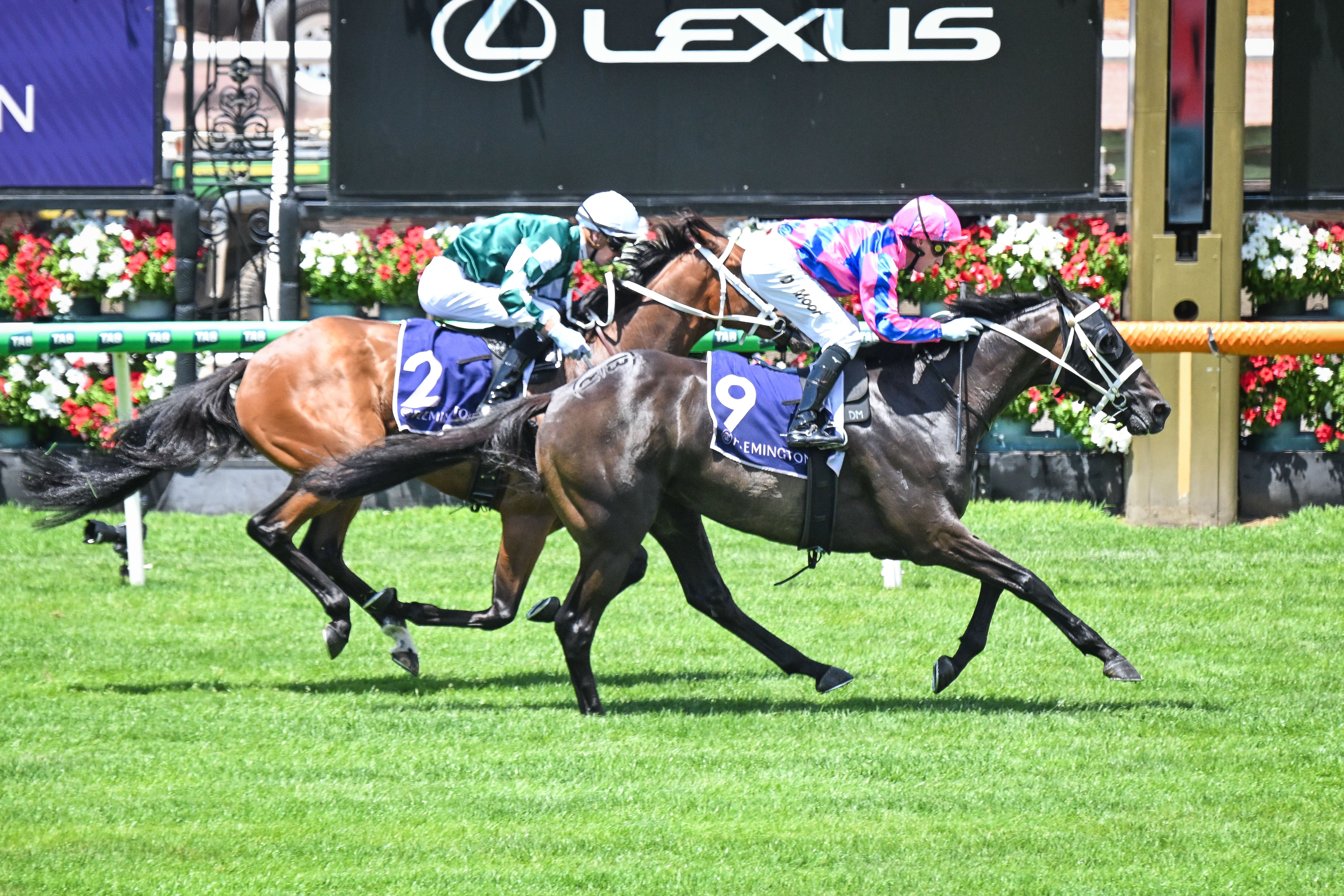 Australian galloper Thedoctoroflove will line up in the Avondale Guineas tomorrow. PHOTO: REG...