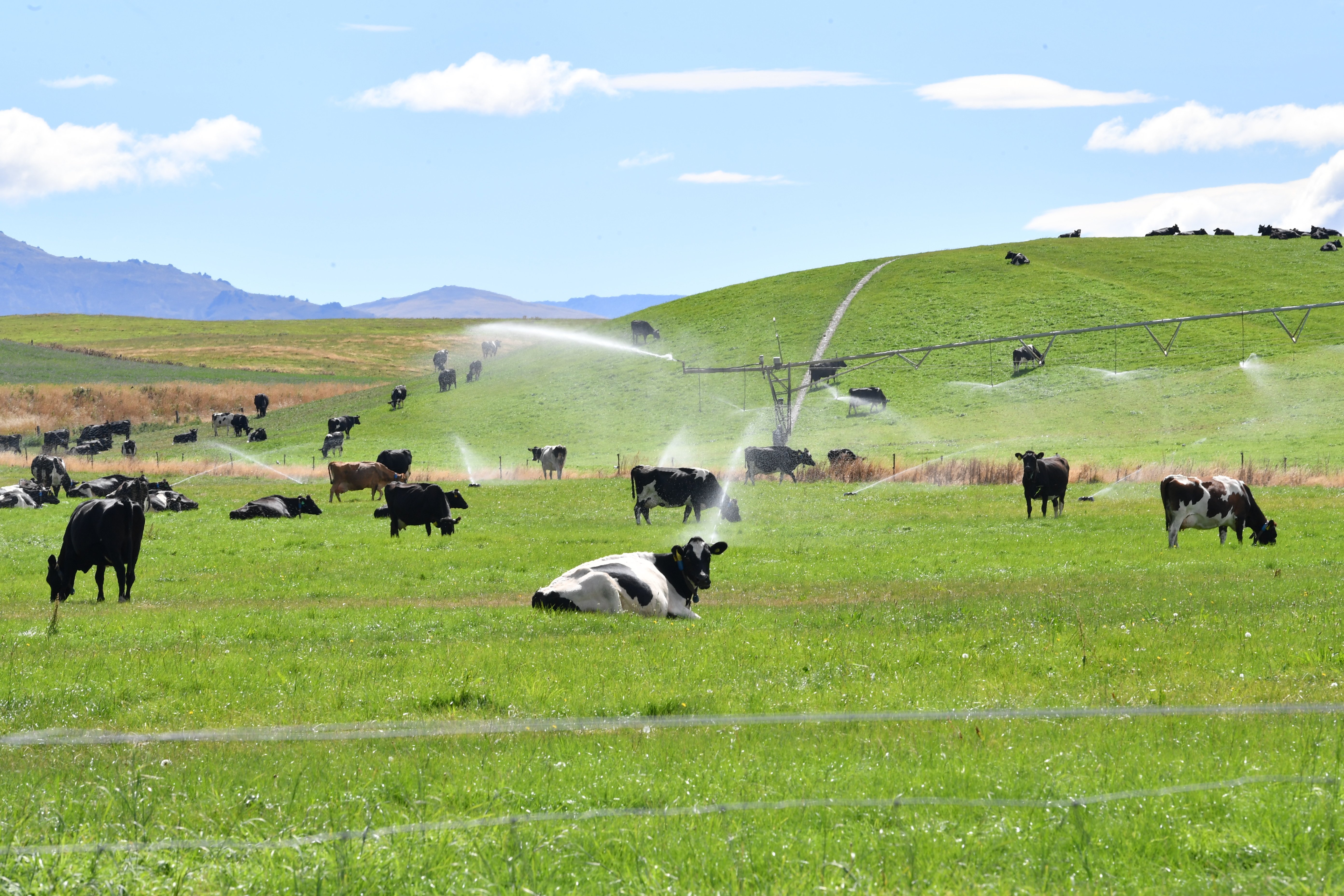 The dairy farming industry in New Zealand has gone from a growth phase to stable mode. PHOTO:...