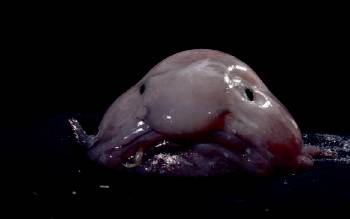 The blobfish is considered vulnerable by conservation groups. Photo: ODT files 