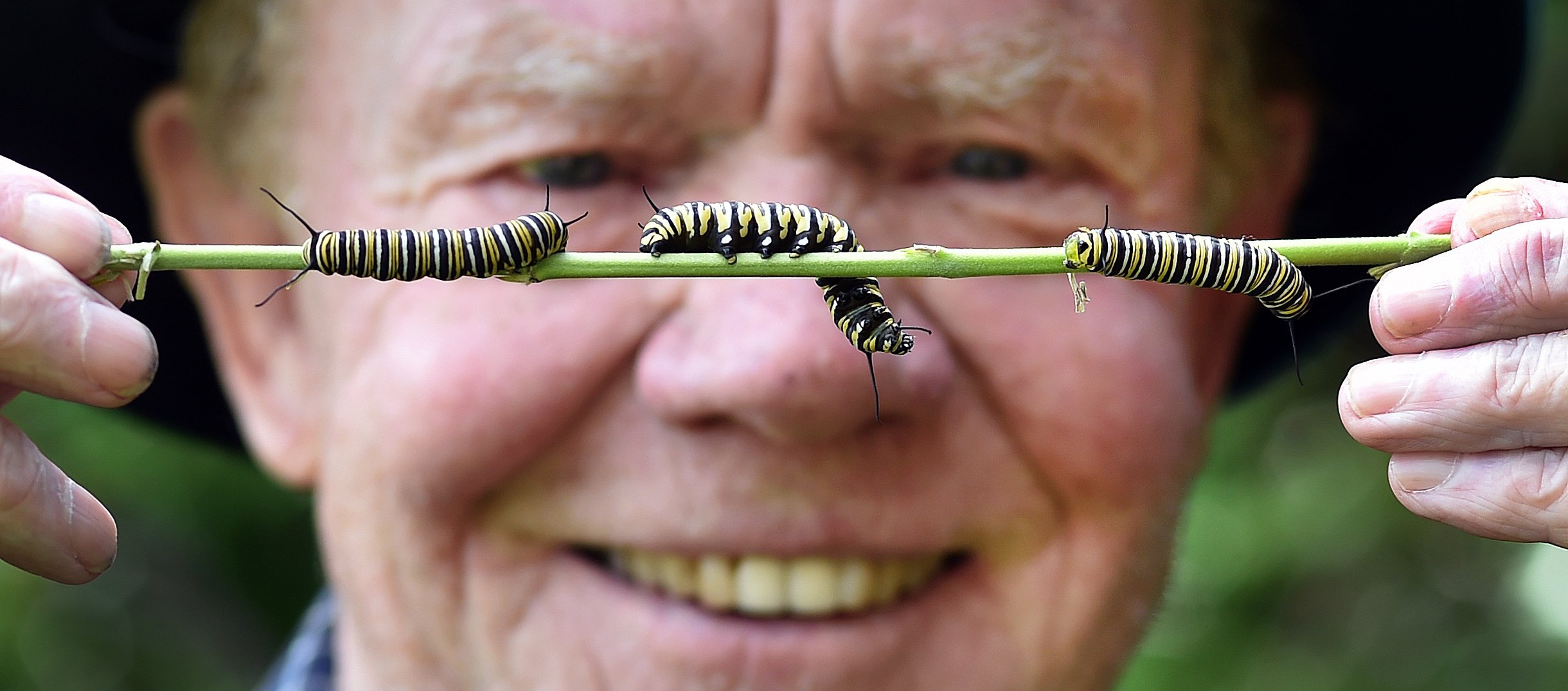 Mosgiel resident Kelvin Read, 71, with a few of the caterpillars who now call his home their home...