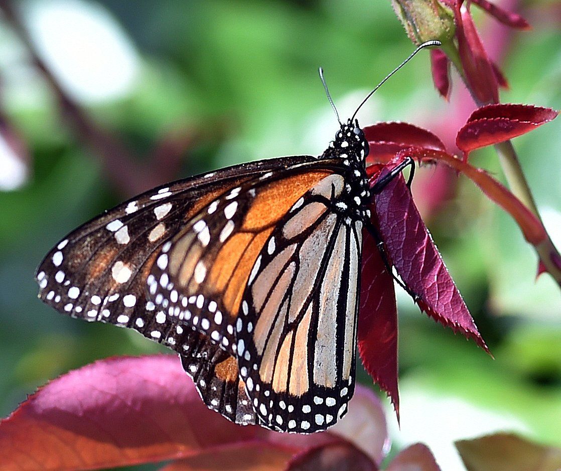 A new monarch butterfly at Mr Read’s home.