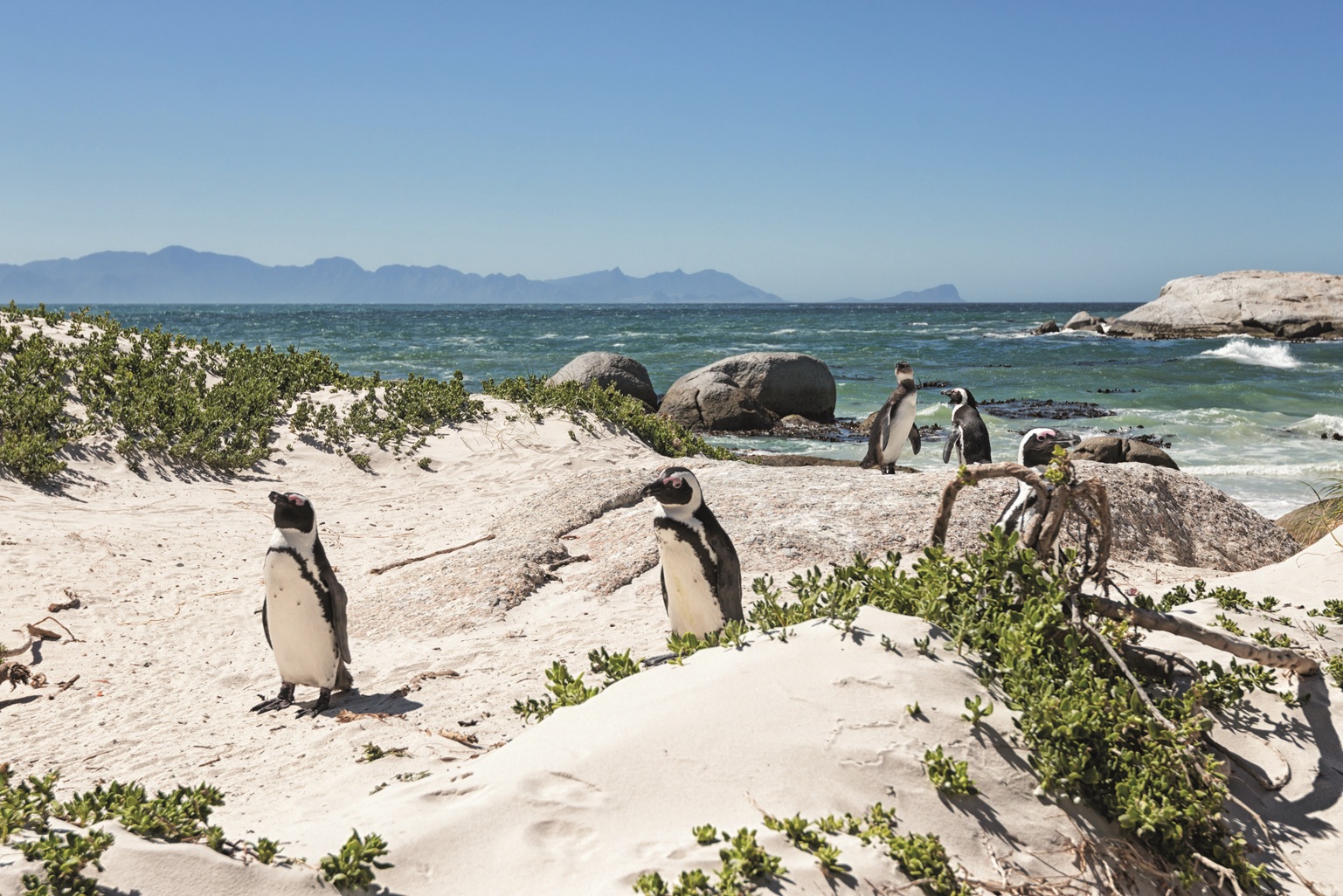 RFC Boulders Beach is a stretch of beach located in Simons Town on the Cape Peninsula in South...