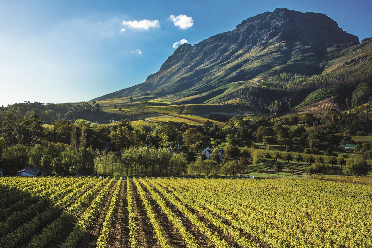 A Stellenbosch vineyard at the base of a mountain in the late afternoon sun. Photo: Getty Images