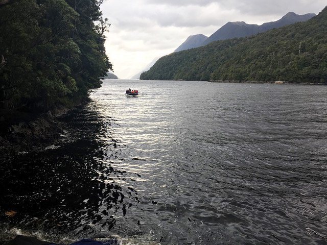 A zodiac skimmed across Dusky Sound to bring us to Pickersgill Harbour. Photo: Charles Higham