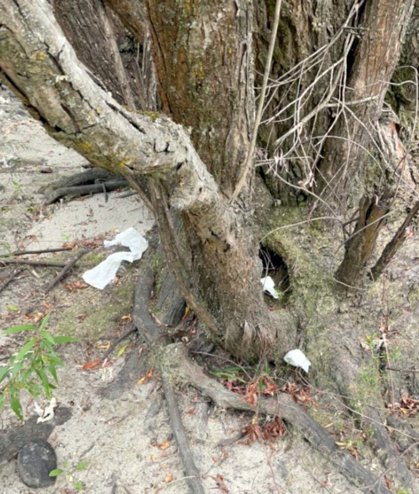 Toilet paper left by the Clutha River/Mata-au at Luggate Red Bridge freedom camping area. Photos:...