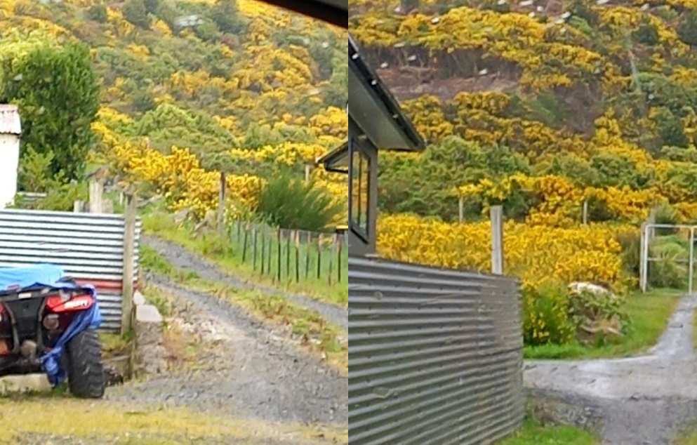 Images supplied by the council show gorse on Arnold's section, and beyond. Photo: Supplied