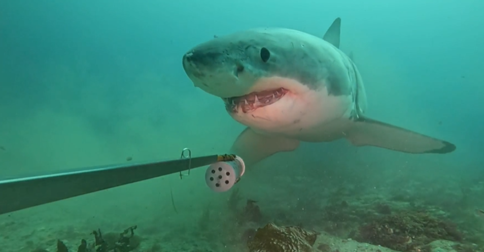 The great white shark was seen heading straight to the camera unit and mouthing the bait pot a...