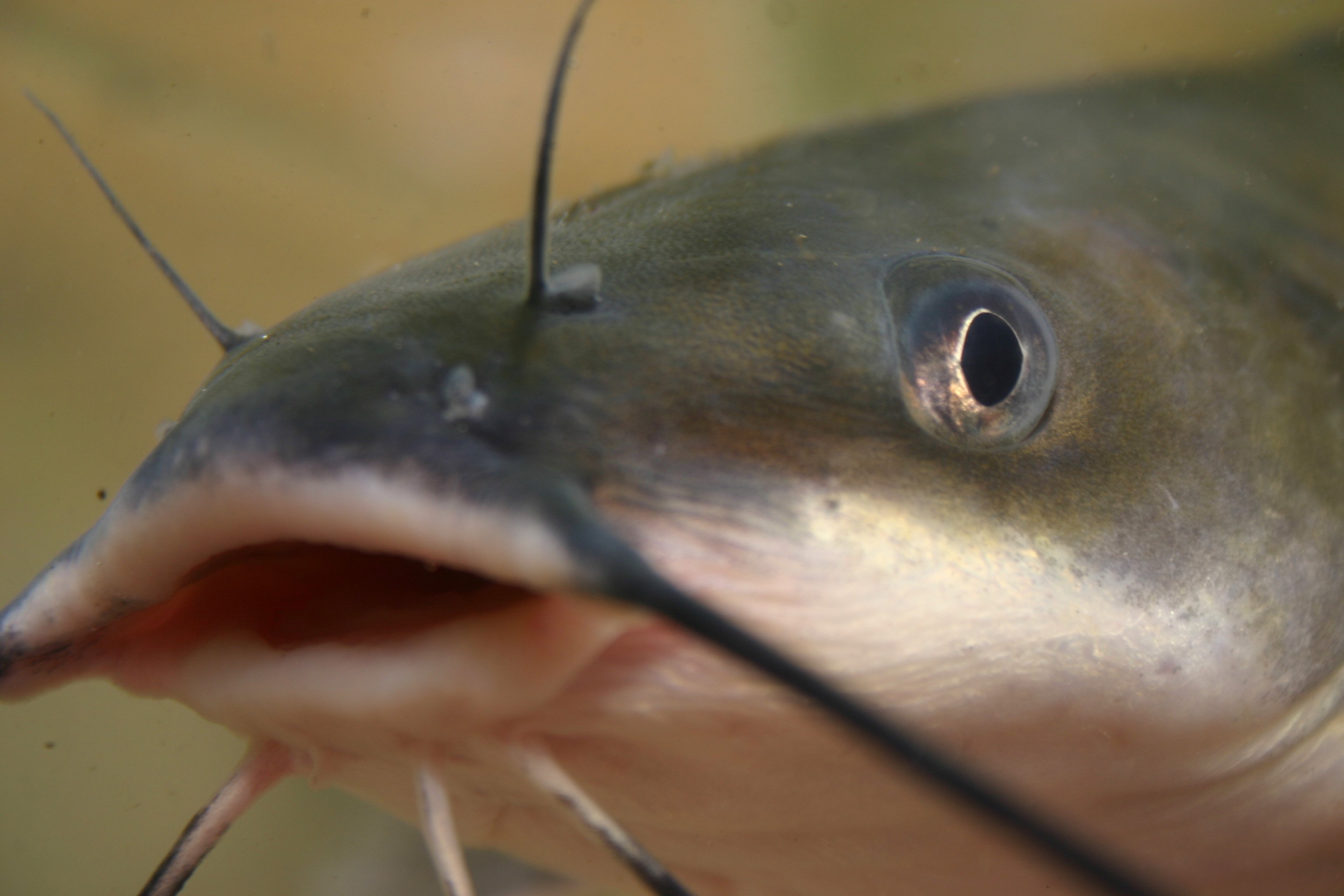 A catfish. Photo: Brian Gratwicke