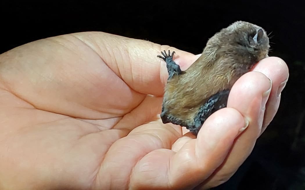 A critically endangered New Zealand long-tailed bat. Photo: supplied