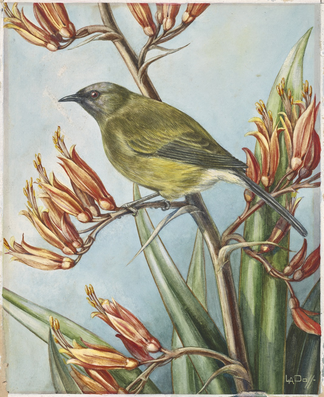 Lily Attey Daff (1885-1945), Phormium tenax with bellbird, c.1933, watercolour on paper: 200mm x...