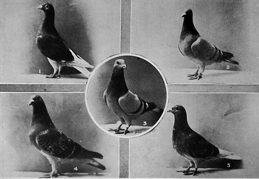 Pigeons at the Dunedin Specialists' Young Bird Show: South Island 1924 champion and Otago...