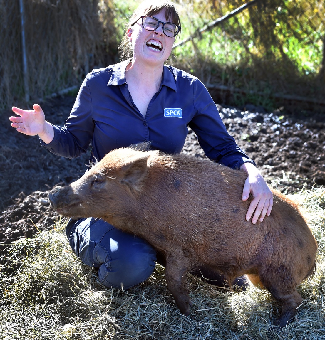 SPCA inspector Alana Cowper with Pumbaa, the highly excitable Captain Cooker/kunekune-cross pig...