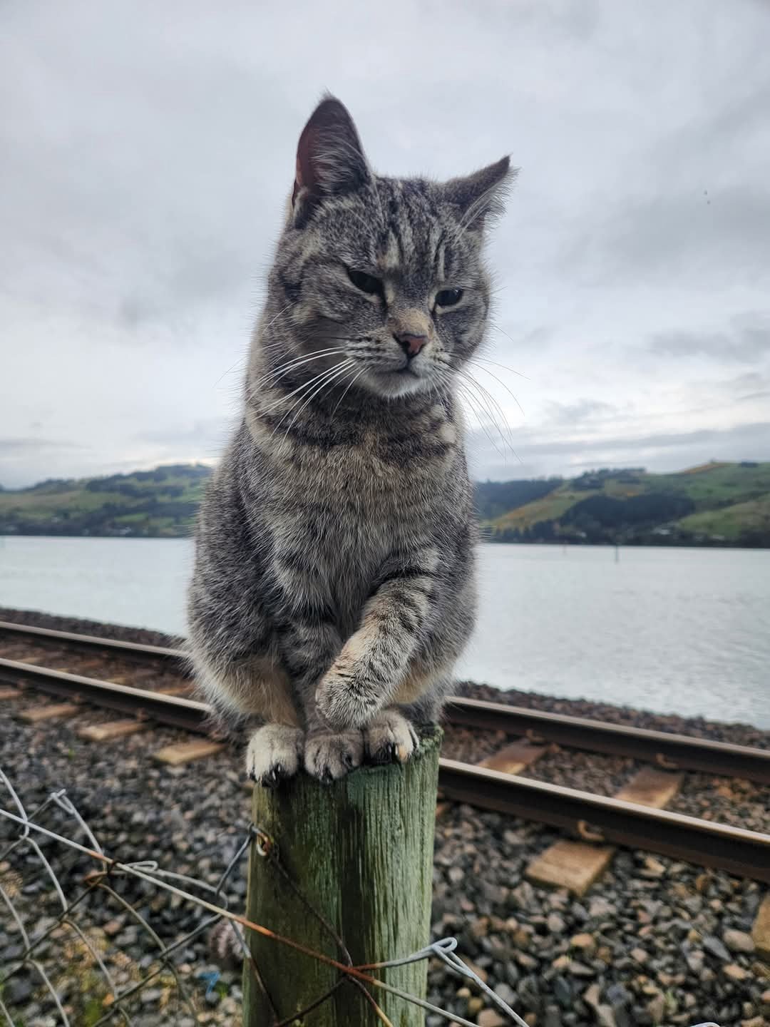 Ravensbourne local celebrity Track Cat sits on a post near her home by the cycle track. Photo:...